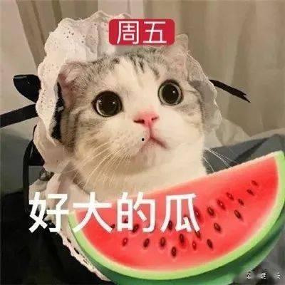 娱乐吃瓜君网红虐猫是谁,娱乐吃瓜君揭露虐猫网红真相
